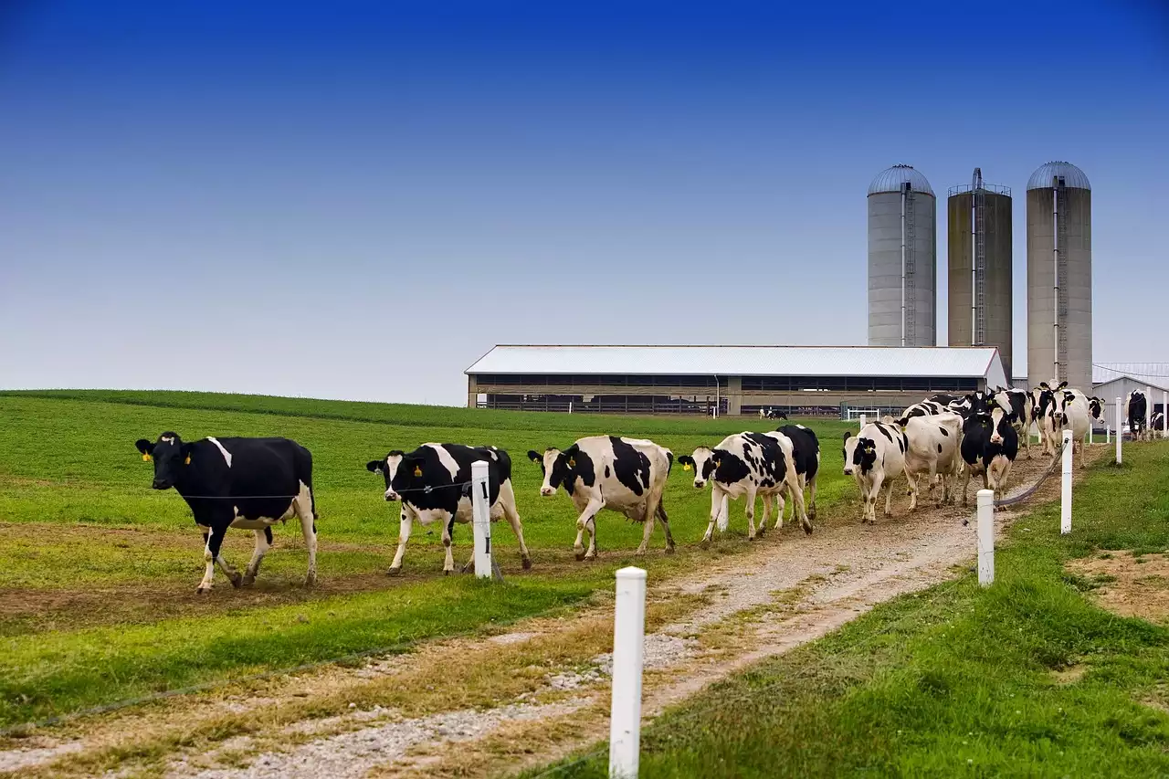 L'impatto ambientale della produzione lattiero-casearia e come ridurre l'impronta di carbonio